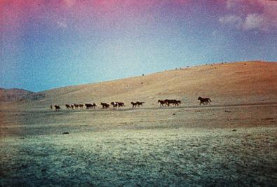 Wild horses.