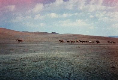 Wild horses.